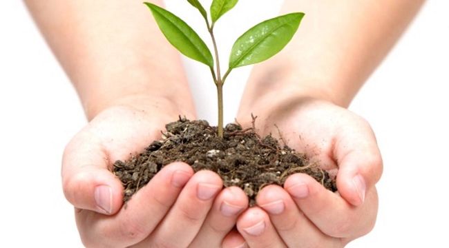 Daha yeşil bir doğa için Ağaç dikelim !