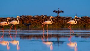 Katar'dan doğa ile uyumlu sürdürülebilir turizm 