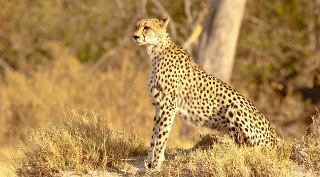 Serengeti’nin Hız Kraliçesi National Geographic WILD Ekranlarında