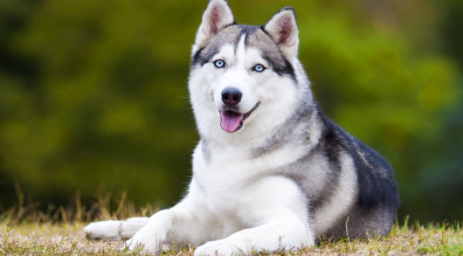 Yaşamları Boyunca Acı Çekmeye Mahkum Köpek Türleri