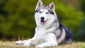 Yaşamları Boyunca Acı Çekmeye Mahkum Köpek Türleri
