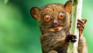 Mutlaka İzlemeniz Gereken Belgeseller