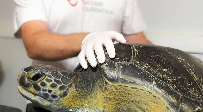 Deniz kaplumbağaları deniz ekosistemi için hayati önemde 