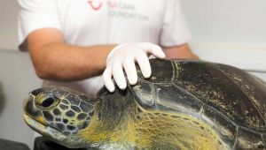 Türkiye'nin deniz kaplumbağaları yok olmak üzere !
