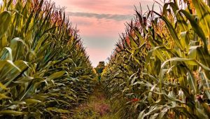 Tarım ve Turizm Aynı Projede Buluştu !