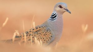 Kuş nesillerinin tükenme riski artıyor !