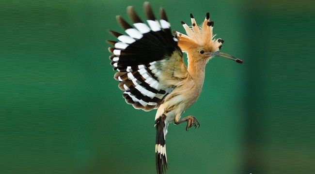 İstanbul'da yerleşik ve göçmen kuş türleri !