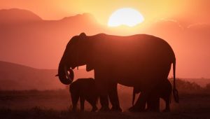 BBC Earth'den doğa severler için iki yeni belgesel 