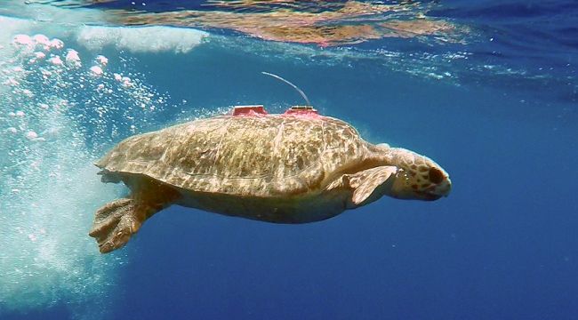 TUI TURTLE AID KAPSAMINDA KURTARILAN KAPLUMBAĞALARDAN İYİ HABER !