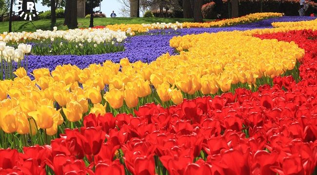 İSTANBUL’A 2,5 MİLYON ADET LALE SOĞANI DİKİLDİ !