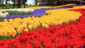 İstanbul Lale Vakfı Lale Ekimlerine Devam Ediyor 