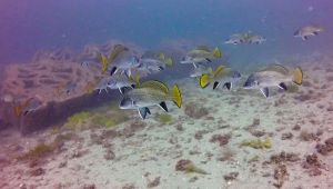 Marmara Adaları Yapay Resif Projesi ile deniz altında yaşam canlanıyor