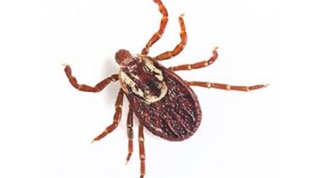 Kene ısırıklarında ne yapılmalı? Kenelerden nasıl korunuruz? 