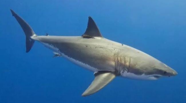 TÜRKİYE'DE YAŞAYAN KÖPEK BALIĞI TÜRLERİ HANGİLERİ? KÖPEK BALIĞI SALDIRILARINA KARŞI NE YAPMALI? 