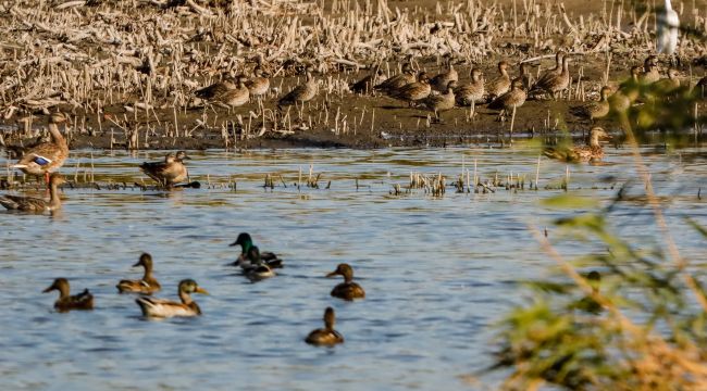 TÜRKİYE'NİN MUHTEŞEM DOĞASI KUŞ GÖZLEMCİLERİNİ KENDİNE ÇEKİYOR! 