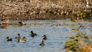 Türkiye'deki Kuş Gözlemciler 21 Noktada Buluştu.
